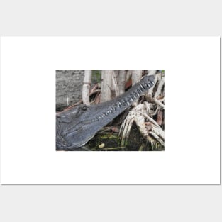 Freshwater Crocodile Posters and Art